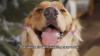 Shedhaus Grooming Wipes gallery 1
