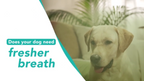 Shedhaus Grooming Wipes gallery 2