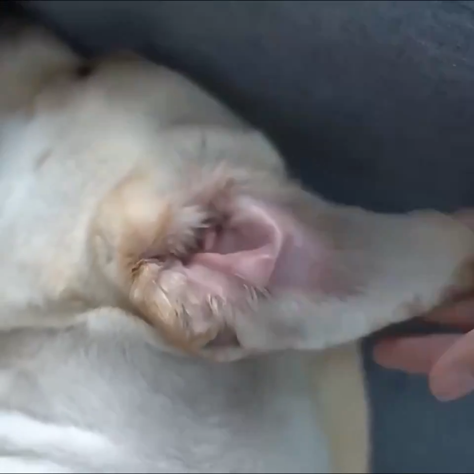 Shedhaus Grooming Wipes gallery 3