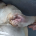 Shedhaus Grooming Wipes gallery 3