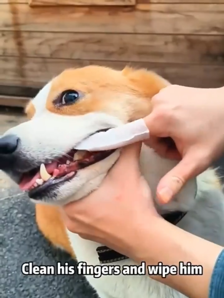 Shedhaus Grooming Wipes gallery 4