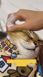 Shedhaus Grooming Wipes gallery 5